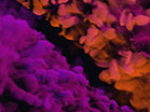 Vapor Pink Orange