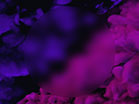 Vapor Purple Pink Blur