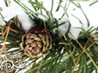 Winter Countdown
