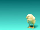 Baby Chick Blue