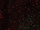 Christmas Glitter Dark Swirl