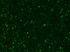 Christmas Glitter Green