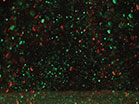Christmas Glitter Landscape