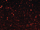 Christmas Glitter Red