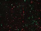 Christmas Glitter Slow Dark