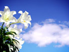 Easter Lily Sky