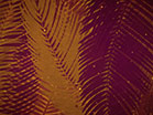 Palm Sunday Watercolors Orange