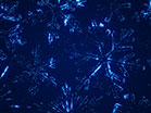 Sparkle Snowflakes