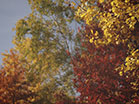 Fall Colors Longplay