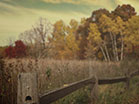 Fall Colors Fence Trees