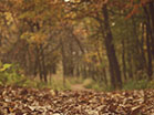 Fall Colors Forest Path