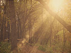 Fall Colors Forest Rays