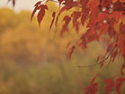 Fall Colors Red Leaves