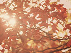 Fall Colors Sun Leaves Red