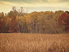 Fall Colors Tall Grass