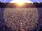 Fall Harvest Cornfield Sunset