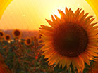 Fall Harvest Sunflower Sunset