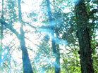 Forest Fog