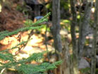 Pine Creek