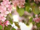 Pink Flower Tree Closeup