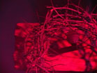 Crown of Thorns